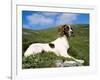 Springer Spaniel, Scotland, UK-Pete Cairns-Framed Photographic Print