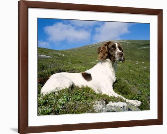 Springer Spaniel, Scotland, UK-Pete Cairns-Framed Photographic Print