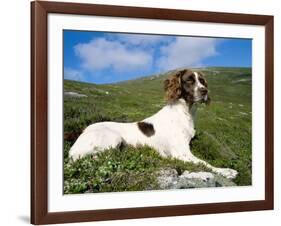 Springer Spaniel, Scotland, UK-Pete Cairns-Framed Photographic Print