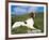 Springer Spaniel, Scotland, UK-Pete Cairns-Framed Photographic Print