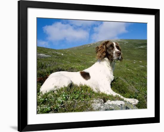 Springer Spaniel, Scotland, UK-Pete Cairns-Framed Photographic Print