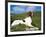 Springer Spaniel, Scotland, UK-Pete Cairns-Framed Photographic Print