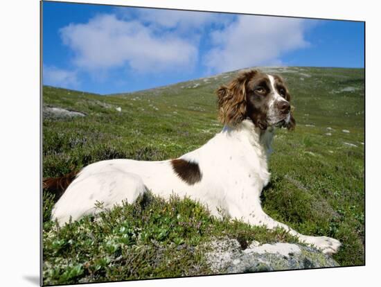 Springer Spaniel, Scotland, UK-Pete Cairns-Mounted Photographic Print