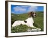 Springer Spaniel, Scotland, UK-Pete Cairns-Framed Photographic Print