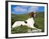 Springer Spaniel, Scotland, UK-Pete Cairns-Framed Photographic Print