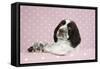 Springer Spaniel-null-Framed Stretched Canvas