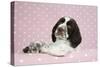 Springer Spaniel-null-Stretched Canvas