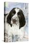 Springer Spaniel-null-Stretched Canvas