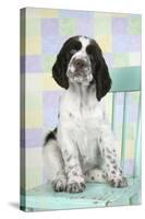 Springer Spaniel-null-Stretched Canvas