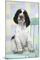 Springer Spaniel-null-Mounted Photographic Print