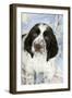 Springer Spaniel-null-Framed Photographic Print