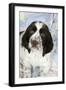 Springer Spaniel-null-Framed Photographic Print