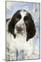 Springer Spaniel-null-Mounted Photographic Print