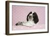 Springer Spaniel-null-Framed Photographic Print