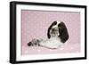 Springer Spaniel-null-Framed Photographic Print