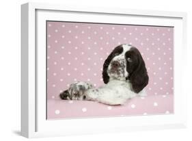 Springer Spaniel-null-Framed Photographic Print