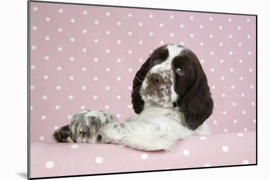 Springer Spaniel-null-Mounted Photographic Print