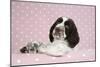 Springer Spaniel-null-Mounted Photographic Print