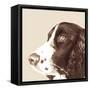 Springer Spaniel-Emily Burrowes-Framed Stretched Canvas