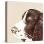 Springer Spaniel-Emily Burrowes-Stretched Canvas