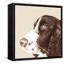 Springer Spaniel-Emily Burrowes-Framed Stretched Canvas