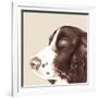 Springer Spaniel-Emily Burrowes-Framed Art Print