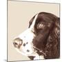 Springer Spaniel-Emily Burrowes-Mounted Art Print