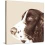 Springer Spaniel-Emily Burrowes-Stretched Canvas