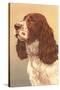 Springer Spaniel-null-Stretched Canvas