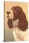 Springer Spaniel-null-Stretched Canvas