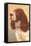 Springer Spaniel-null-Framed Stretched Canvas