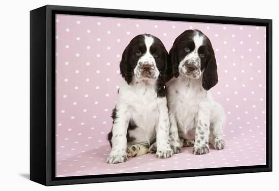 Springer Spaniels Puppies (Approx 10 Weeks Old) Sitting-null-Framed Stretched Canvas