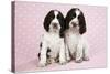 Springer Spaniels Puppies (Approx 10 Weeks Old) Sitting-null-Stretched Canvas