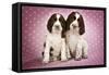 Springer Spaniels Puppies (Approx 10 Weeks Old) Sitting-null-Framed Stretched Canvas