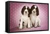 Springer Spaniels Puppies (Approx 10 Weeks Old) Sitting-null-Framed Stretched Canvas