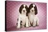 Springer Spaniels Puppies (Approx 10 Weeks Old) Sitting-null-Stretched Canvas