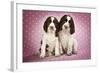 Springer Spaniels Puppies (Approx 10 Weeks Old) Sitting-null-Framed Photographic Print