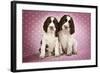 Springer Spaniels Puppies (Approx 10 Weeks Old) Sitting-null-Framed Photographic Print