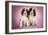 Springer Spaniels Puppies (Approx 10 Weeks Old) Sitting-null-Framed Photographic Print