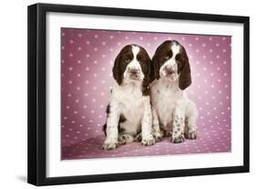 Springer Spaniels Puppies (Approx 10 Weeks Old) Sitting-null-Framed Photographic Print