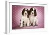 Springer Spaniels Puppies (Approx 10 Weeks Old) Sitting-null-Framed Photographic Print