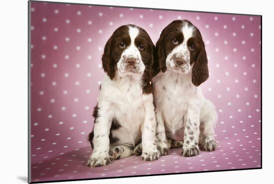 Springer Spaniels Puppies (Approx 10 Weeks Old) Sitting-null-Mounted Photographic Print