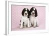 Springer Spaniels Puppies (Approx 10 Weeks Old) Sitting-null-Framed Photographic Print