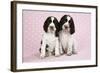 Springer Spaniels Puppies (Approx 10 Weeks Old) Sitting-null-Framed Photographic Print