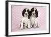 Springer Spaniels Puppies (Approx 10 Weeks Old) Sitting-null-Framed Photographic Print