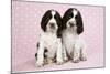 Springer Spaniels Puppies (Approx 10 Weeks Old) Sitting-null-Mounted Photographic Print