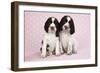 Springer Spaniels Puppies (Approx 10 Weeks Old) Sitting-null-Framed Photographic Print