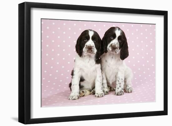 Springer Spaniels Puppies (Approx 10 Weeks Old) Sitting-null-Framed Photographic Print