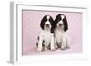 Springer Spaniels Puppies (Approx 10 Weeks Old) Sitting-null-Framed Photographic Print