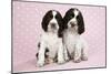Springer Spaniels Puppies (Approx 10 Weeks Old) Sitting-null-Mounted Photographic Print
